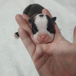 Male 1 - Black brindle and white male Boston Terrier puppy in Catawba, North Carolina from Lil Wiggles Boston Terriers