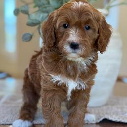 Margie - red - Red  female Goldendoodle puppy in Yuciapa, California from AlltheDoodlez_