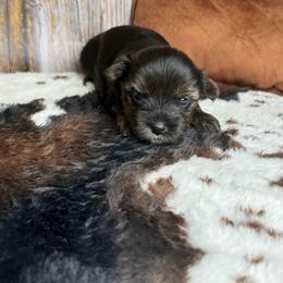 Dahlia - Black and tan female Yorkshire Terrier puppy in Tulsa, Oklahoma from Conns Cuddly Canines