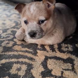 Bonnie - Red speckled female Australian Cattle Dog puppy in Morganton, North Carolina from Trinity C Acres