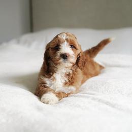 Meadow - Red  female Goldendoodle puppy in Vancouver, Washington from Blissful Doodles