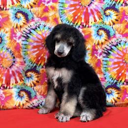 Red - Black female Poodle puppy in Houma, Louisiana from Smart Azz Poodles