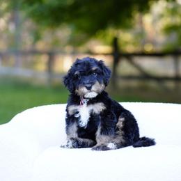 Pink collar - Tri-color female Bernedoodle puppy in Spokane, Washington from Doodle Love