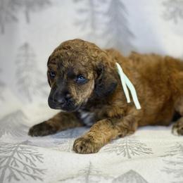 Sola - Brindle female Poodle puppy in Troy, Alabama from Redmond Rose Kennel