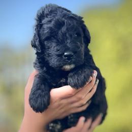 Hamley - Black male Assorted Doodle Crosses puppy in Kansas City, Missouri from Beary GoldenDoodles