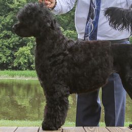 Essie - Portuguese Water Dog