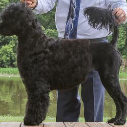 Essie - Portuguese Water Dog