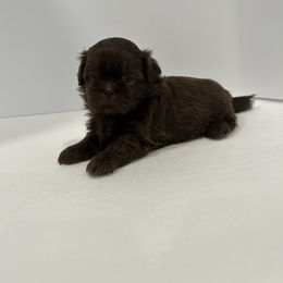 Shih Tzu Puppies from Moore Shih Tzus