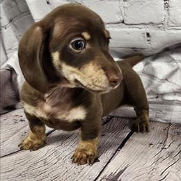 Tim - Chocolate and cream male Dachshund puppy in Anaconda, Montana from Williams Family Dachshunds