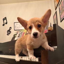 Boy 2 - Red male Pembroke Welsh Corgi puppy in Darlington, Wisconsin from D&D P.W.Corgi's