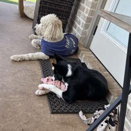 American Corgi and Border Collie Puppies from Duncan's Border Collies and Corgis
