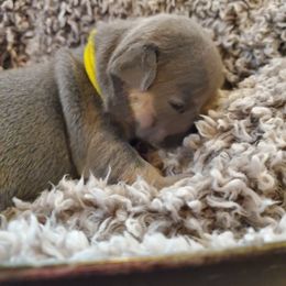French Bulldog Puppies from Basket of love bulldogs