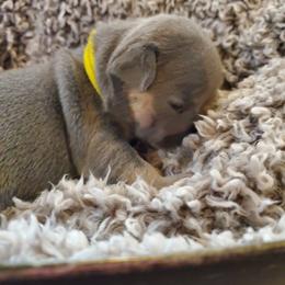 French Bulldog Puppies from Basket of love bulldogs