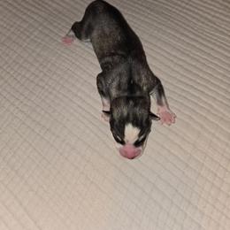 Girl 3 - Gray and white female Siberian Husky puppy in Canton, Georgia from Mayhemhuskies