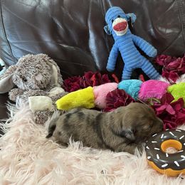 Dachshund Puppies from Gulfishan Kennels