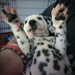 Dalmatian Puppies from Westview Dalmatians