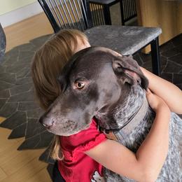 Willy - German Shorthaired Pointer