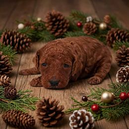 Girl 3 - Red  female Poodle puppy in Mc Henry, Illinois from Sunset Maple Poodles