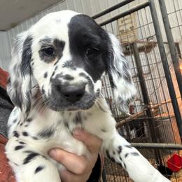 G2 - White and black female Dalmatian puppy in Williamsburg, Ohio from Dewey’s Dals