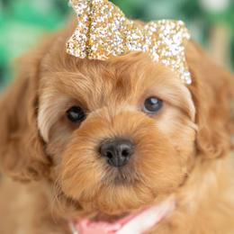 Cavapoo puppies from Country Lane Doodles