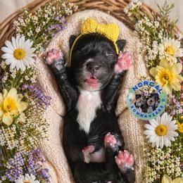 Girl 7 - Black female Miniature Schnauzer puppy in Magalia, California from NorCal Schnauzers