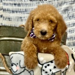 Boy 1 Clifford - Apricot Poodle puppy in Flora, Illinois from Hanging Rock Poodles