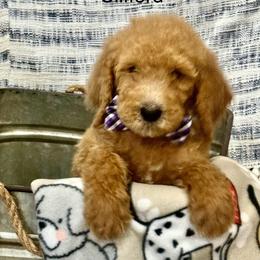 Boy 1 Clifford - Apricot Poodle puppy in Flora, Illinois from Hanging Rock Poodles