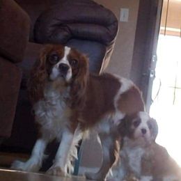 Chance - Cavalier King Charles Spaniel