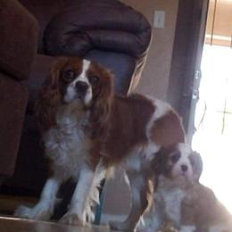 Chance - Cavalier King Charles Spaniel
