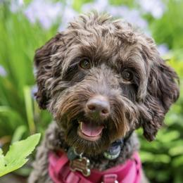 Betty - Australian Labradoodle