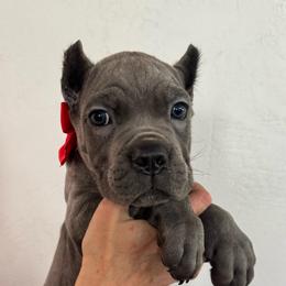Boy 5 - Gray male Cane Corso puppy in Highland, Illinois from C&I Elite Cane Corso