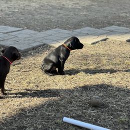 Pudelpointer Puppies from High Power Pudelpointers