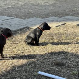 Pudelpointer Puppies from High Power Pudelpointers