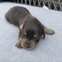 Male 1 - Blue and cream male Dachshund puppy in Martinsville, Virginia from Rea's Doxies