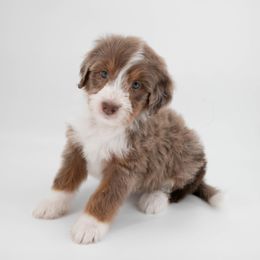 Australian Mountain Doodle Puppies from Brick House Farm Doodles