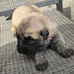Red - Sable male German Shepherd puppy in Lebanon, Pennsylvania from East Coast k9's