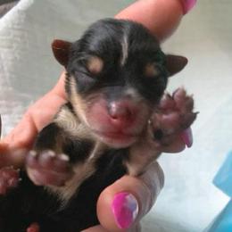 Girl 1 - Black and tan female Yorkshire Terrier puppy in Willow Grove, Pennsylvania from Willow Grove Yorkie