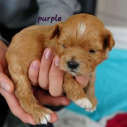 Purple collar Male - Gold and white male Shihpoo puppy in Williamsville, New York from Nell’s Doodle & Dolls
