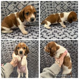 Pie dapple male with blue eyes - Dapple male Dachshund puppy in Madison, Wisconsin from SK Dashing  Dachshunds