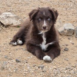 Cinch - Red & white male Australian Shepherd puppy in Kingman, Arizona from Long Mt Aussies