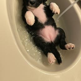 Bernedoodle Puppies from Paws of the Vineyard