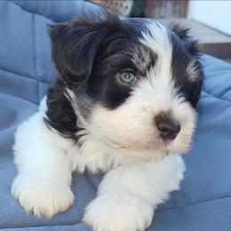 Sweet Pups Pecan Pie - Parti male Miniature Schnauzer puppy in North Zulch, Texas from Sweet Pup Schnauzers