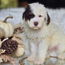 Blitz - Brown and white male Sheepadoodle puppy in Cleveland, Georgia from Jam's Doodles And Poodles