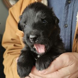 Solace (Yellow collar) - Black female German Shepherd puppy in Columbus, Indiana from Stony Lonesome GSD