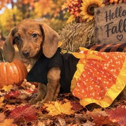 Dachshund and French Bulldog Puppies from Gils Funny Farm