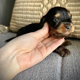 Dachshund Puppies from Deep Space Dachs