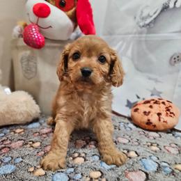 Flash - Red male Cavapoo puppy in Lebanon, Missouri from Leerose Puppies