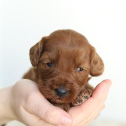 Orange - Red male Australian Labradoodle puppy in Williamstown, New York from Lewis Manor Labradoodles