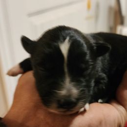 Girl 6 - Australian Shepherd puppy in Ogden, Utah from Rafter H Aussies