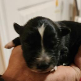 Girl 6 - Australian Shepherd puppy in Ogden, Utah from Rafter H Aussies